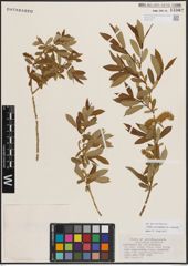Foto von Salix eriocephala var. watsonii (Bebb) Dorn